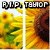 Animated sunflower field with text overlays; left side shows 'RIP, TAYLOR' above sunflowers, right side shows 'WE LOVE YOU!' below sunflowers.
