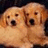 Two golden retrievers with open mouths and alert expressions appear on the left side of a split composition, while orange pixelated text reads 'best friends forever' on the right.