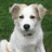 A white dog with light brown ears sits on green grass, its expression neutral in the first frame and slightly altered in the second.