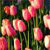 Pixelated image of multiple pink and orange flowers with green stems and dark foliage background.