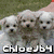 Three small white puppies in a on a grassy background with text 'chloej64' below; a pixelated yellow dog and black dog on green background with text 'Loves'; a close-up of a white dog's face with text 'Puppies!' below