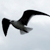 Black bird silhouette in flight against light gray background, wings extended left and right with curved wingtips, tail fanned out, body angled slightly downward.
