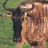 A pixelated image of a brown and black wildebeest on green grass, with purple text overlays reading "HE'S MY WILDEBEEST," "NO! YOU CAN'T HAVE HIM!!!!!!!!!!" and decorative X patterns.
