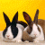 Two rabbits on a yellow background with green text reading "Original Icons .com" in pixelated font.
