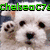 A four- displays dogs with overlaid text: top-left white dog, top-right golden retriever, bottom-left Cavalier King Charles Spaniel, bottom-right empty space with text "Loves" and "Puppies"