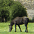 A pixelated image of a horse grazing in a grassy field with trees in the background.