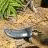 Animated sequence showing a small gray fish on brown sandy ground with green foliage, transitioning to multiple instances of stylized text 'My' and 'Platy' in black pixelated font.