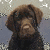 A brown dog with a black collar appears in three showing head movement from left to right against a blurred background