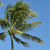 A pixelated image of a palm tree with green fronds against a clear blue sky background.