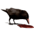 Animated sequence of a dark-feathered bird with orange beak pecking at red ground, shown in six across three