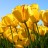 Pixelated image of yellow-orange flowers with green foliage against a light blue sky background.