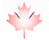 Animated sequence of a maple leaf icon transitioning through color gradients and 3D rotation effects, starting from light pink to deep red with layered depth changes.