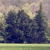 Pixelated static image of dark blue tree-like shapes against a light brown and beige background with a green strip at the bottom.