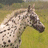 A pixelated horse head on a green field appears in the top-left corner of a pink background with blue text.