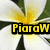 A flower with white petals and green sepals, featuring a yellow center, with the text "Piaraw" overlaid in yellow on a black background.