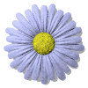 Four identical light purple daisy-like flowers with yellow centers arranged in a on white background