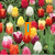 Pixelated floral background with orange text boxes displaying "I", "LOVE", and "FLOWERS!!" in blue lettering.