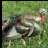 Pixelated collage of five distinct images with text overlays on a black background, including grassy outdoor scene and gun icon.