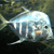 Pixelated image of a light blue fish with a white underbelly, dark eye, and orange mouth, set against a dark greenish-brown background.