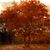 A pixelated static image of a tree with dense reddish-brown foliage against a light background, showing no visible text or additional elements.