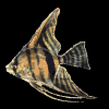 Six identical fish icons arranged in two on a black background, each with striped patterns and flowing fins