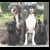 A pixelated image shows a white dog standing between two dark dogs in an outdoor setting, with bold red text reading DOGS RULE! on the right.