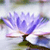 Pixelated image of a purple flower with multiple petals, green stem, and brown base against a light background.