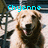 Pixelated image of a light brown dog with dark ears and nose, mouth open showing teeth, blue text 'Chyenne' above head on blurred background.