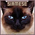 Pixelated close-up of a Siamese cat's face with dark brown ears and blue eyes, topped by the word SIAMESE in blocky beige letters on a brown banner.