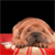 Static 50x50 pixel icon showing a dog's head resting on a red surface with black background, rendered in low-resolution pixel art style.