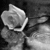 A grayscale animated icon shows a stylized flower with layered petals and a central core, positioned above blurred background shapes.