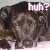 Animated contact sheet showing two frames of a pixelated dog with text above its head, displayed side-by-side on a gray background.