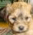 Animated sequence of a light brown puppy with dark eyes and nose, showing subtle head movements against a blurred green background.