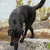 A pixelated black cat with a raised tail stands on a light-colored surface against a blurred background of green and brown tones.