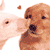 A pixelated image shows a light brown dog and a white pig facing each other, with the dog appearing to nuzzle or kiss the pig's snout.