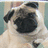 A pug dog with a wrinkled face and dark muzzle appears on a light background, with cyan text reading 'I LOVE... ...PUGS !!!!' on pink and gray