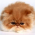 Animals icons for AIM, MSN, MySpace and Yahoo