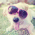 A light-colored dog wearing dark sunglasses with pink frames lies on grass, tongue out in a relaxed pose.