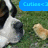 Pixelated static image shows a black-and-white dog's face on left, green grass background, and blue banner with partial text 'Curla <3' on top right.