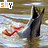Animated contact sheet showing four sequential frames of a dolphin breaching with red fins, each labeled "shy" in the top-left corner against a water background.