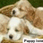 Pixelated image of a dog with white and brown fur, dark eyes, nose, and ears, lying down on a green background.