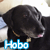 A black dog with a yellow collar appears in , each showing slight variations in head position and mouth expression beneath the text "Hobo"