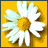 Animated contact sheet of a 3x3 grid showing daisy flower frames, blonde woman faces, and Dukes of Hazzard text/logo elements on yellow backgrounds.