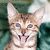 Static 50x50 pixel icon of a light brown tabby cat with darker stripes, blue eyes, and pink nose licking its lips against a blurred green background.