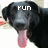 A black dog with its tongue out appears in four ; the top-left shows 'run' text, top-right shows a square, bottom-left shows 'race' text, and bottom-right is blank