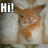 Pixelated image of a brown and white animal with large ears, positioned next to bold text reading 'Hi!' on the left side.