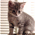 A small cat with brown and black stripes sits against a light background with faint horizontal lines, its head slightly tilted.