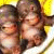 Two small primates in a yellow bowl on a bright yellow background with black text reading 'tee hee your funny' below the image.