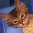 Pixelated close-up of a cat's face with brown and orange fur, dark eyes, and a black nose against a blue background.