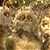 A pixelated static image with a warm-toned, abstract composition of brown, beige, and green hues forming indistinct shapes against a similarly colored background.